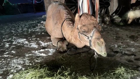 Camel Eating Straw in Snow Stock Footage 225756175