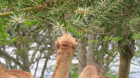 Camel Eating A Tree Stock Footage 305124603
