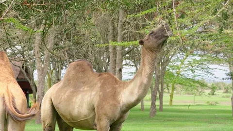 Camel Eating A Tree Stock Footage 305124607