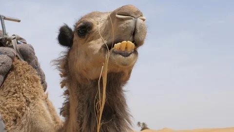 Camel eats, closeup in Erg Chebbi desert, Morocco, Africa in 4K Stock Footage 92086408