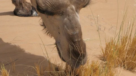 Camel eats, closeup in Erg Chebbi desert, Morocco, Africa in 4K Stock Footage 92087382