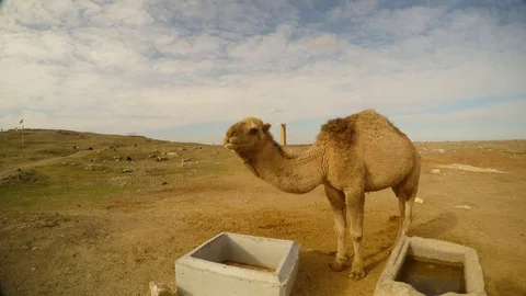 A camel eats from concrete creches close to the border between Turkey and Syria Stock Footage 81908532