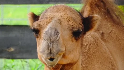 Camel eats grass at a farm while visitors watch at midday in a sunny field in su Stock Footage 335226628