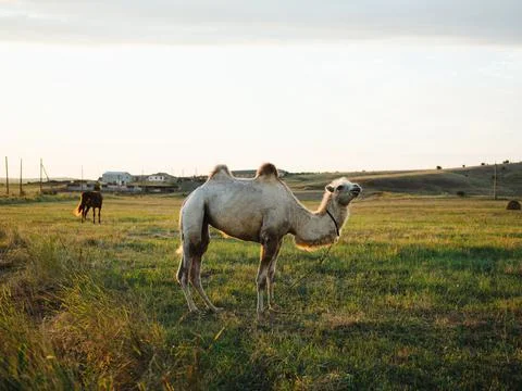 The camel eats grass on the nature of the field and the sun is fresh air Stock Photos