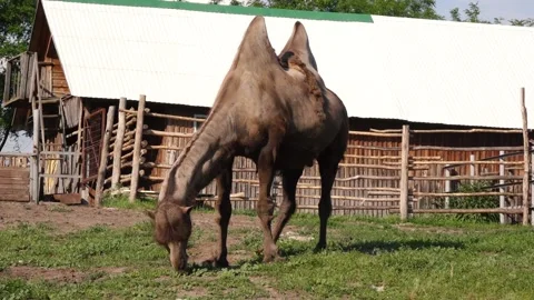 A camel eats grass at the zoo Stock Footage 136193953