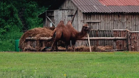 Camel eats green grass on the background of an old farm. slow motion Stock Footage 108627061