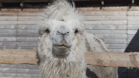 Camel eats hay on a ranch and looking forward at the camera close up Stock Footage 109422987