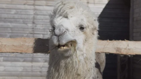 Camel eats hay on a ranch close up Video stock 109423365