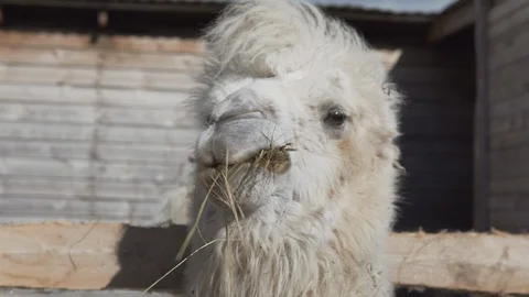 Camel eats hay on a ranch, looking forward at you and scratching himself Stock Footage 109423452