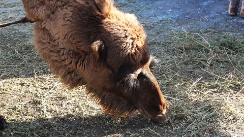 Camel Eats Hay at the Zoo Vídeo Stock 103832753