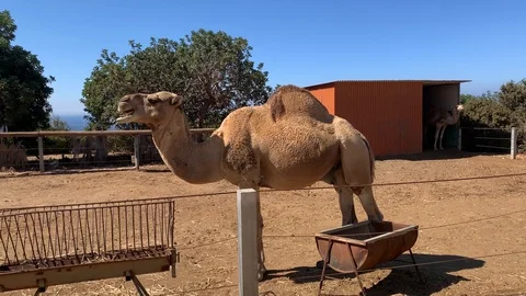 Camel eats hay at the zoo on a sunny day, life and nutrition of animals in 動画素材 125928085