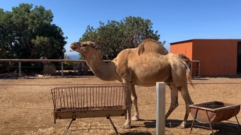 Camel eats hay at the zoo on a sunny day, life and nutrition of animals in 動画素材 125928141
