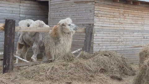 Camel eats heap of hay on a ranch Stock Footage 109422897
