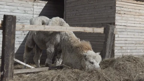 Camel eats heap of hay on a ranch Stock Footage 109423020