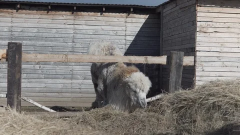 Camel eats heaps of hay on a ranch Stock Footage 109423407