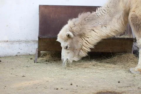 Camel eats Stock Photos