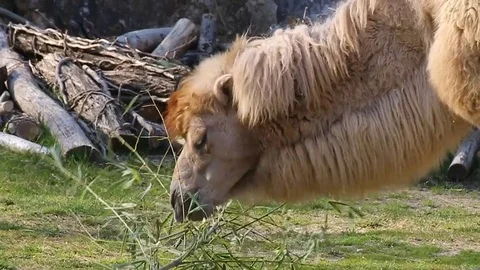 A camel eats a shrub outdoors Stock Footage 73447160
