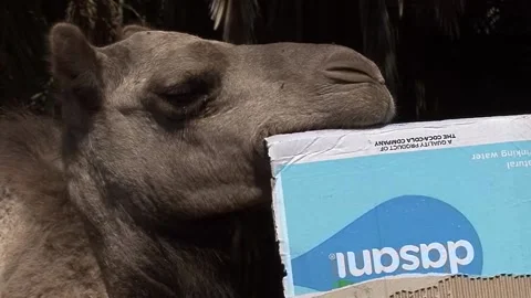 Camel of Egypt Stock Footage 164124438