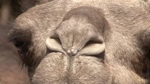 Camel of Egypt Stock Footage 164125017