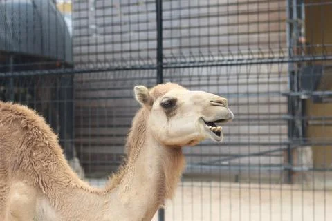 A camel extends its neck and head with open mouth inside a fenced enclosure,  스톡 사진