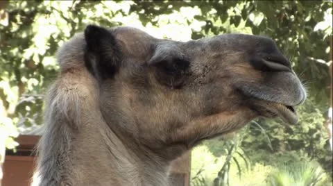 Camel - extreme up-close Stock Footage 12044558