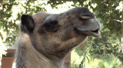Camel -  Extreme Up-Close Stock-Footage 12044723
