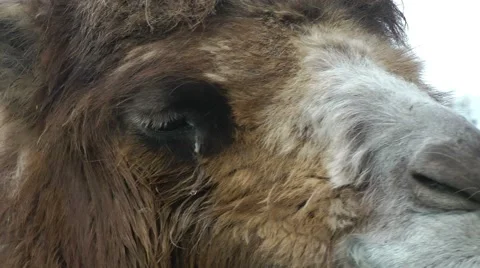 Camel eye close up Stock Footage 46639322
