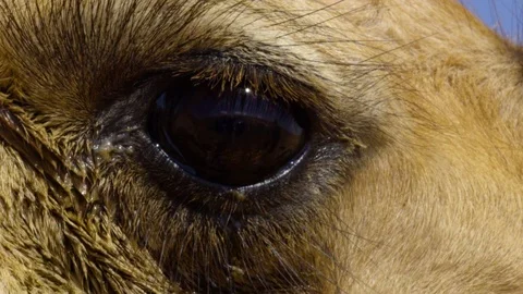 Camel Eye Close Up Stock Footage 120869264