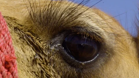Camel Eye Looks Up at the Camera Stock Footage 120869404