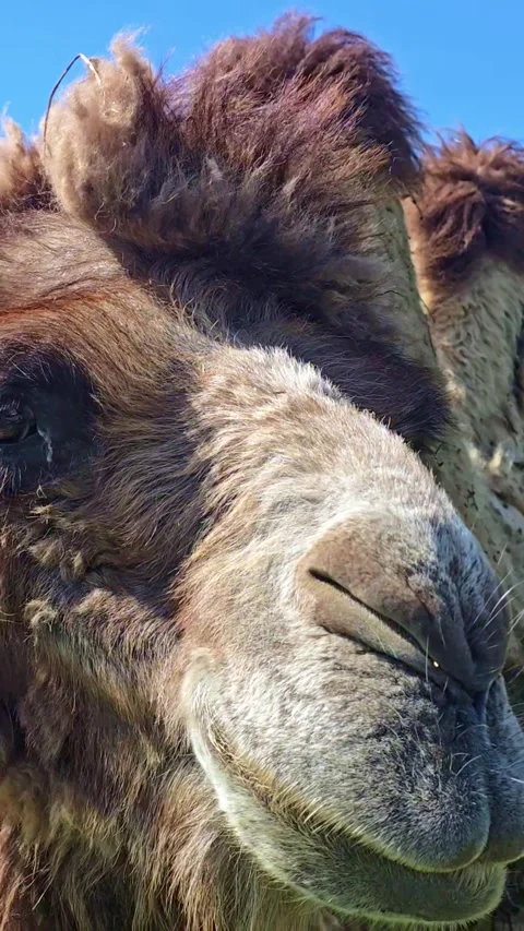 Camel Face Approaching Camera Close Up Vertical Stock Footage 333489834
