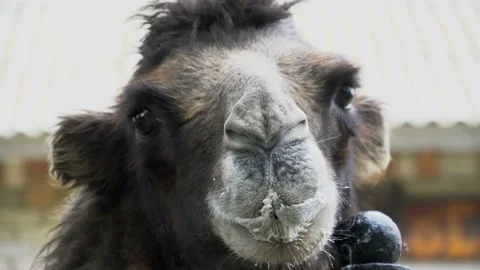 Camel face close up looking to camera, slobbering mouth, animal in zoo 스톡 동영상 137251304