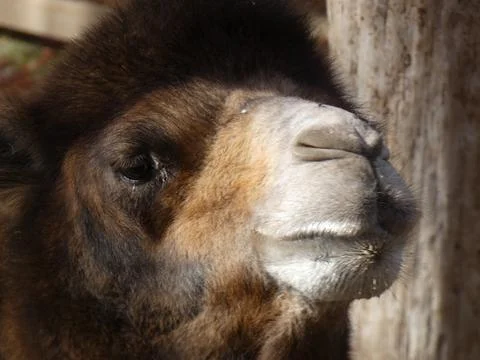 Camel face close up Stock Photos