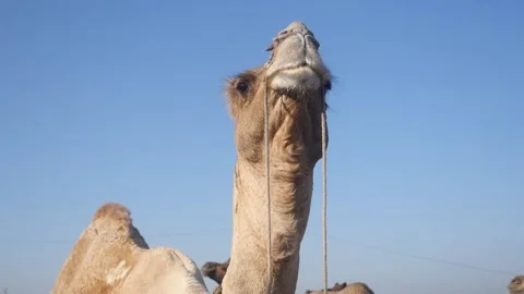 Camel Face Close up Video from low angle in Indian desert rural village Video stock 201069438