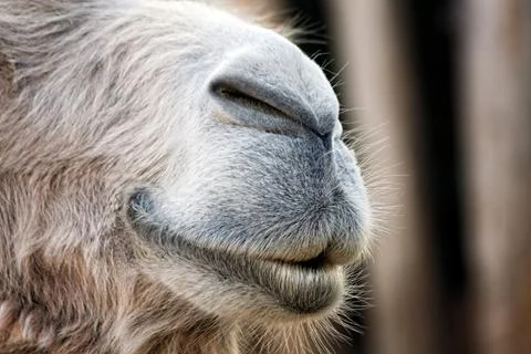 Camel face closeup Stock Photos
