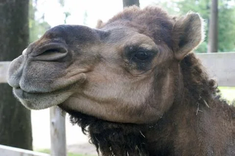Camel Face Closeup Stock Photos