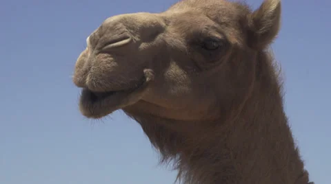 CAMEL FACE Video stock 37331593