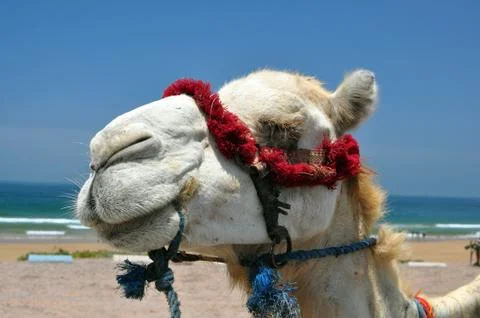 Camel face Stock Photos