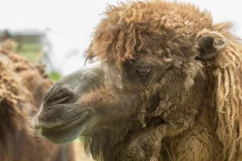 Camel face Foto stock
