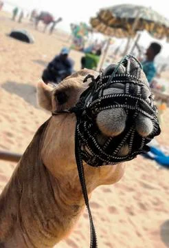 CAMEL FACE Stock Photos