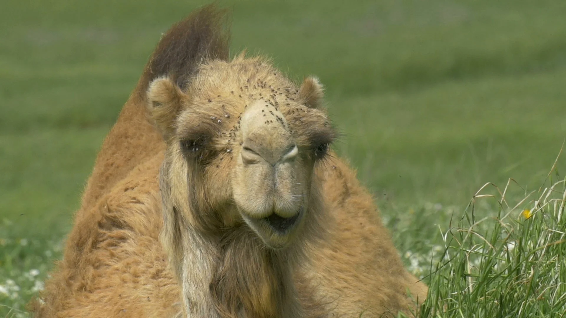 Camel Face Sitting In The Nature Stock Video Pond5