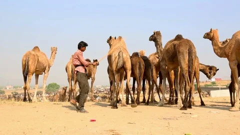Camel Fair in India Stock Footage 118357063