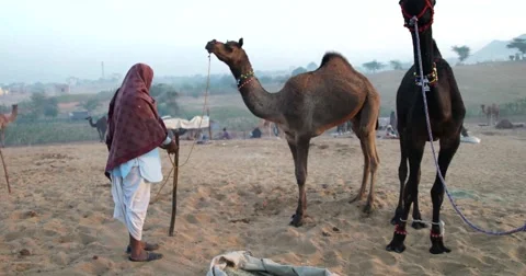 Camel Fair Pushkar 2015 Stock-Footage 58344219