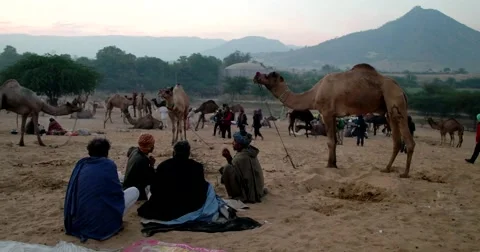 Camel Fair Pushkar, India. Stock-Footage 58337821