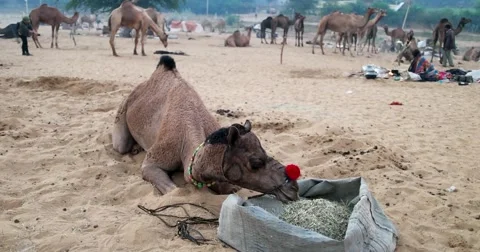 Camel Fair Pushkar, India. Stock-Footage 58353443