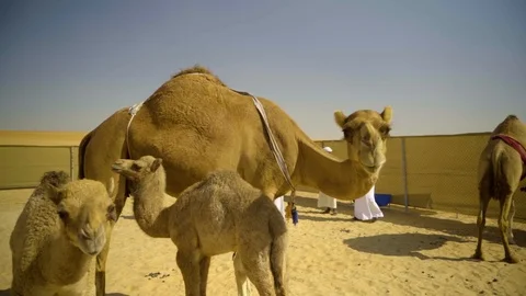 Camel Family Stock Footage 120875557