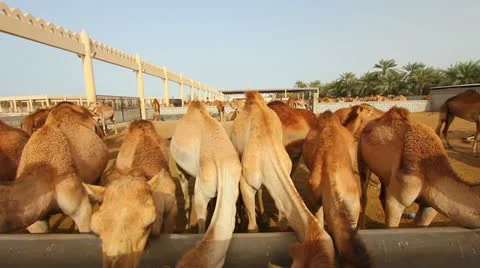 Camel farm in bahrain Video stock 12174258
