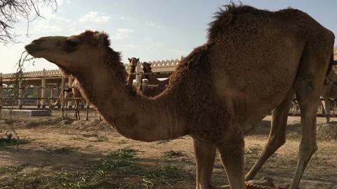 The camel on the farm eats hay Stock Footage 87969006