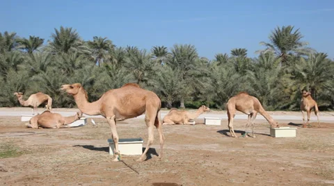 Camel farm Vidéo 34001195