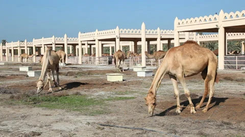 Camel farm Видео 34149615