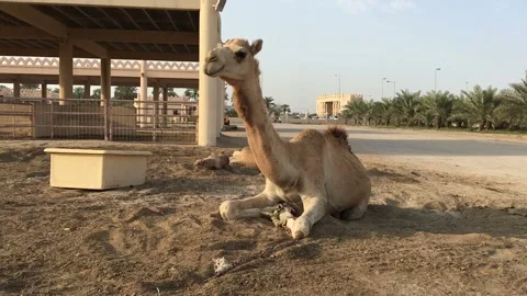A camel on the farm. Stock Footage 87968724